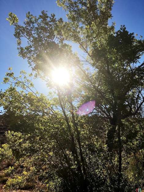 Foto de zon schijnt door de bomen.