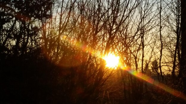 Foto de zon schijnt door de bomen.