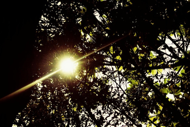 Foto de zon schijnt door de bomen.