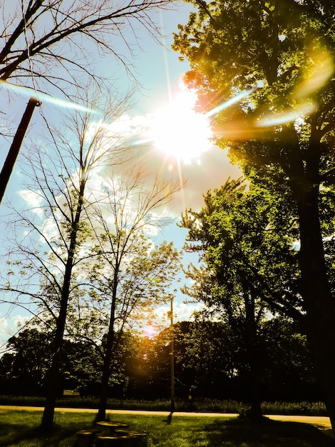 Foto de zon schijnt door de bomen.