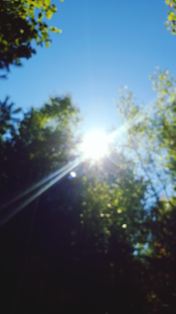 Foto de zon schijnt door de bomen.