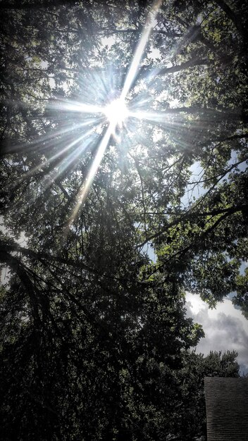 Foto de zon schijnt door de bomen.