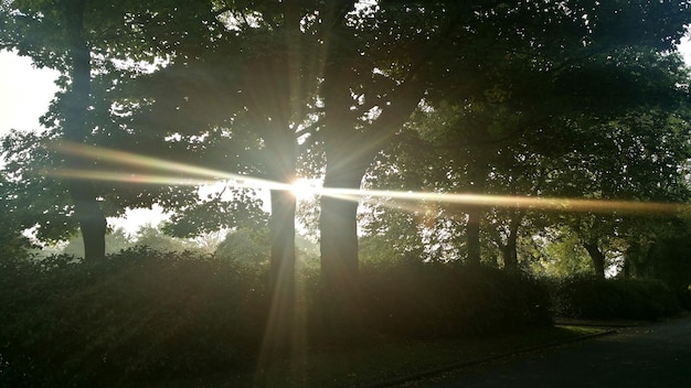 Foto de zon schijnt door de bomen.