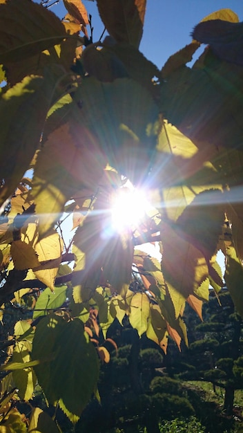 Foto de zon schijnt door de bomen.