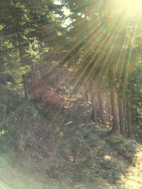 Foto de zon schijnt door de bomen.