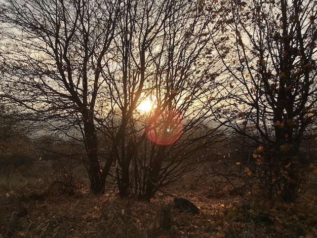 Foto de zon schijnt door de bomen.