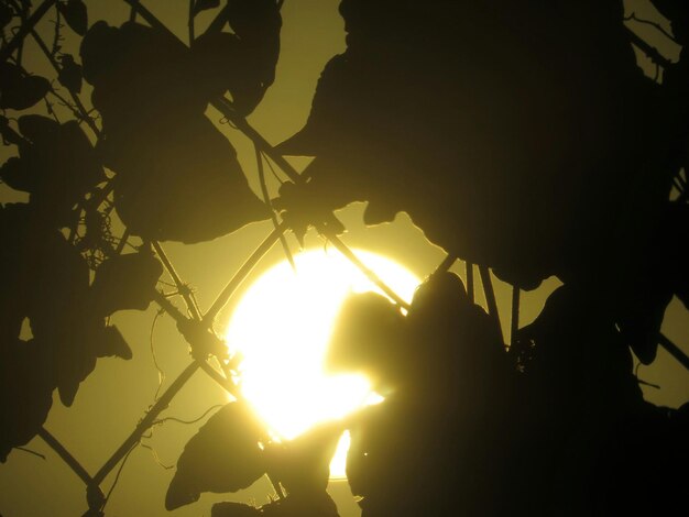 Foto de zon schijnt door de bomen.