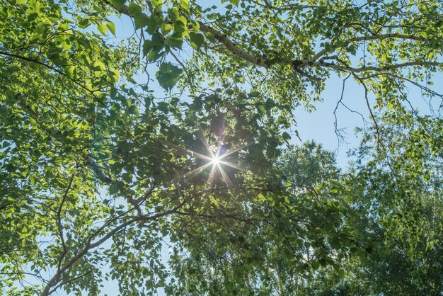 De zon schijnt door de takken van bomen jonge bladeren lente