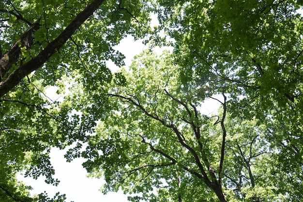 De zon schijnt door een majestueuze groene eik op een weide met een heldere blauwe lucht op de achtergrond