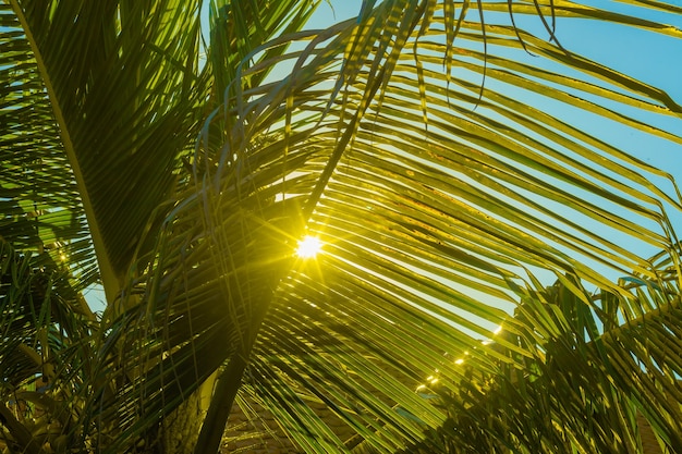 De zon schijnt door een tak van een palmboom