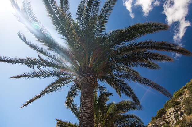 De zon schijnt door palmbladeren