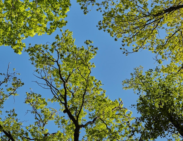 De zon schijnt fel door de kromme takken van een majestueuze groene boom