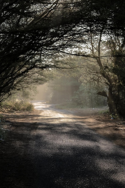 De zon schijnt op het pad door de gaten in de bomen