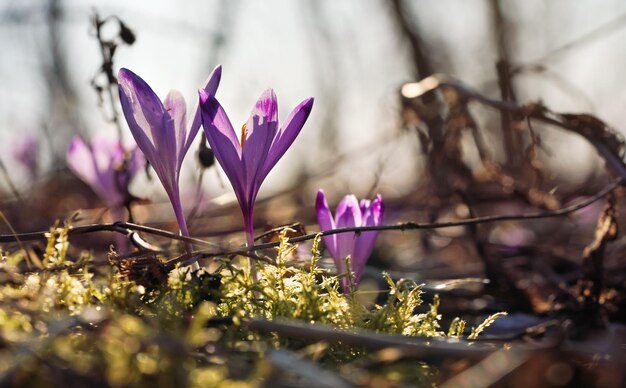 De zon schijnt op wilde paarse en gele iris (Crocus heuffelianus discolor) bloemen groeien in het bos, mos eromheen