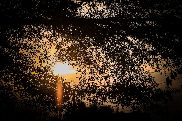 De zon valt achter de grote boom