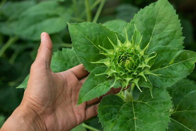 De zonnebloem komt op boom in tuin tot bloei