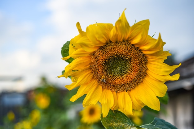 de zonnebloem met bijen tegen de hemel