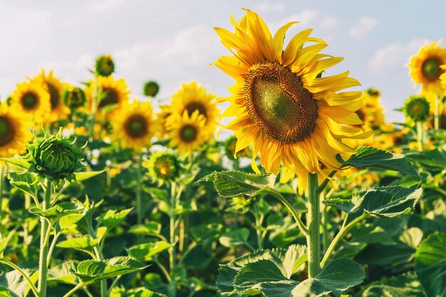 De zonnebloemtuin staat 's avonds prachtig in bloei.