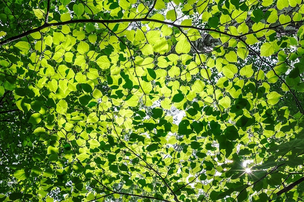 De zonnestralen breken door het dichte gebladerte van de boom Natuurlijke achtergrond van bladeren