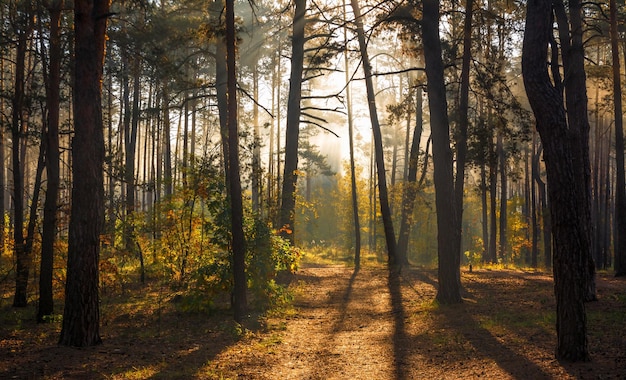 De zonnestralen doorboren de takken van de bomen. Mooie herfstochtend in het bos