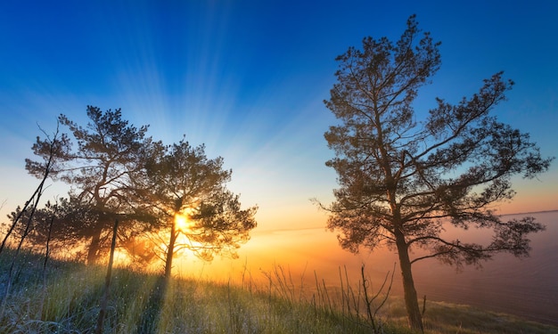 De zonnestralen schijnen door de takken van bomen aan de rand van het bos