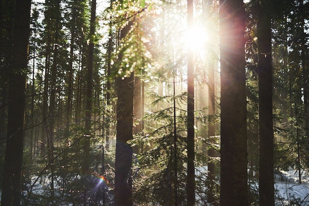 De zonnestralen verlichten het naaldbos