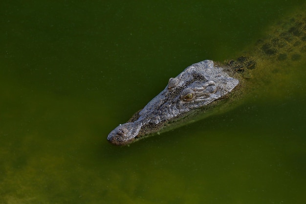 De zoutkrokodil die in de rivier bij het kanaal zwemt