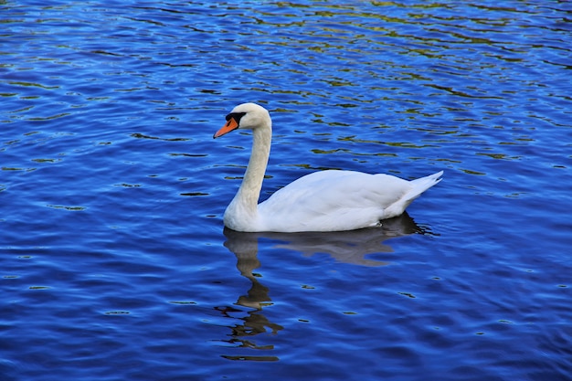 De zwaan in het park van Potsdam, Duitsland