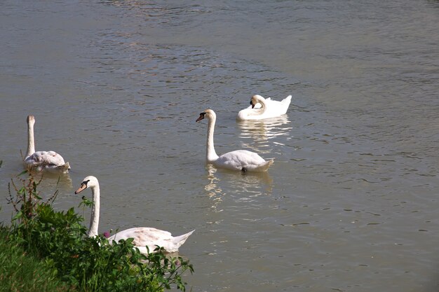 De zwanen in de rivier