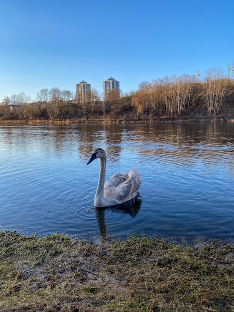 De zwanenfamilie zwemt in de rivier