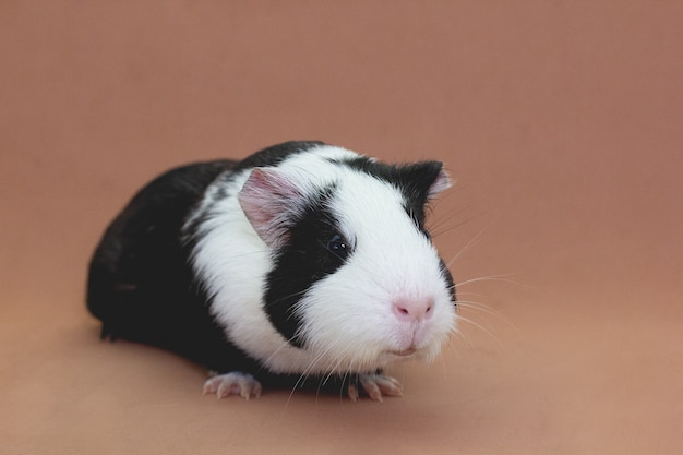 De zwart-witte cavia op een bruine achtergrond