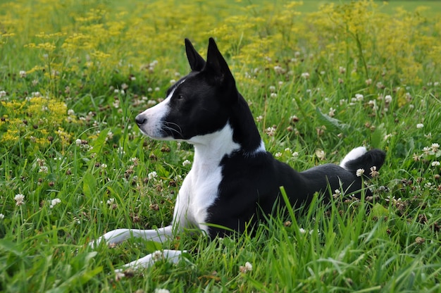 De zwarte basenjihond ligt op gebied op groen gras