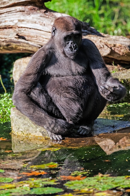 De zwarte gorilla