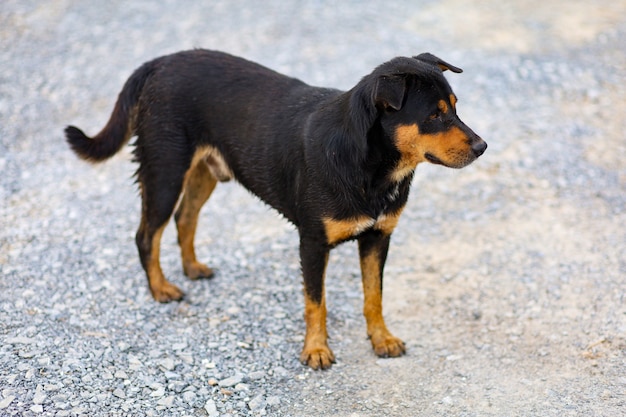 De zwarte hond opstaan in tuin in Thailand