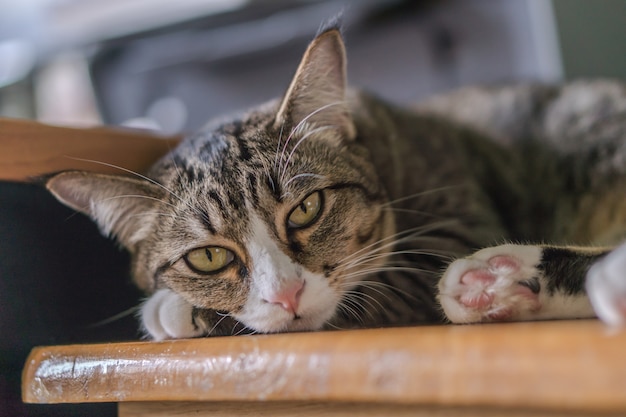 De zwarte kat ligt en kijkt deze kant op.