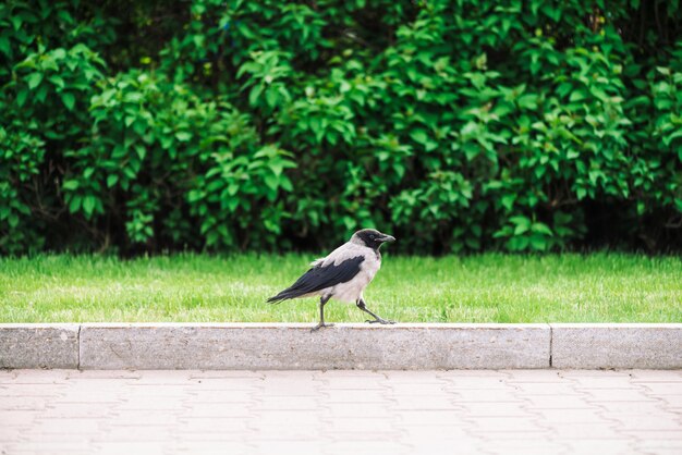 De zwarte kraai loopt op grens dichtbij grijze stoep op rijk groen met exemplaarruimte. Raaf op de stoep in de buurt van groen gras en struiken. Wilde vogel op asfalt dichte omhooggaand. Roofzuchtig dier van stad.