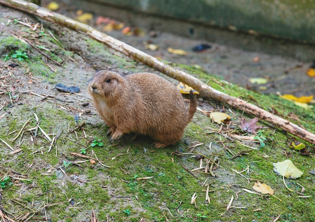 De zwartstaartprairiehond in de dierentuin