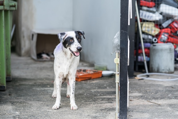 De zwerfhond staat bij de vuilnisbelt.