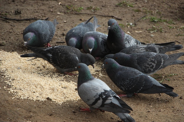 De zwerm duiven eet brood op de grond