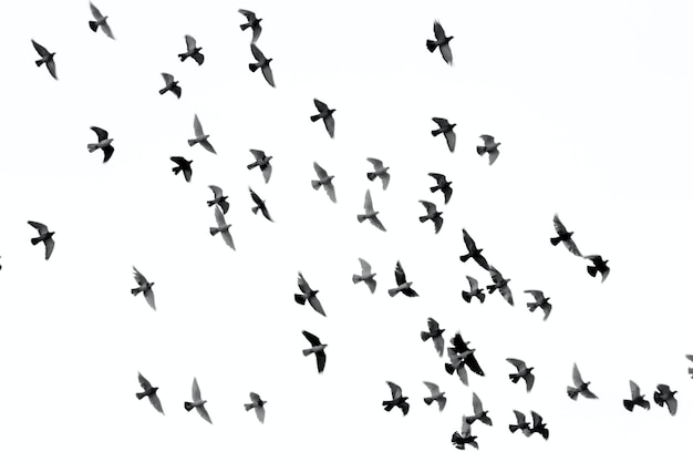 De zwermen vogels vliegen door de lucht