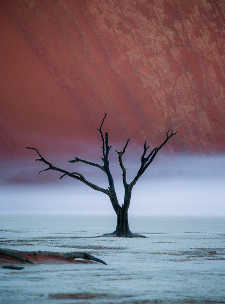 枯れたアカシアの木、砂丘、朝の霧の縞