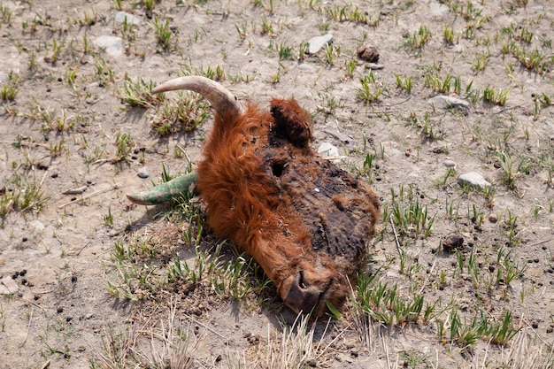 Testa di animale morto sul pavimento