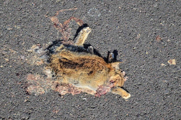 Photo dead animal