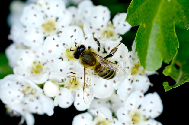 dead bee on a hawthorn blossoms