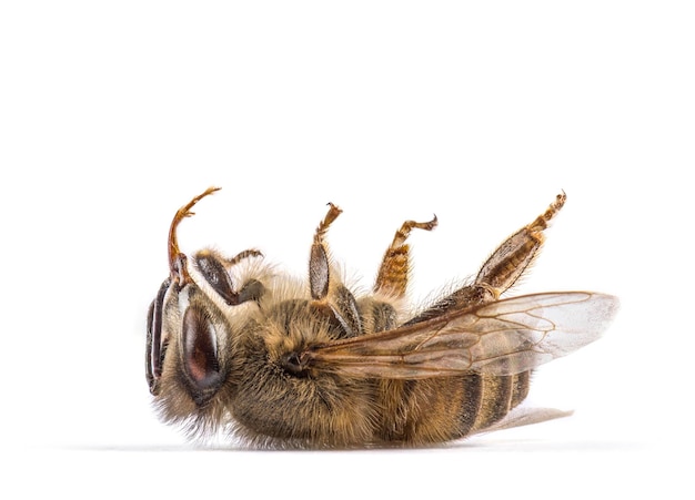 Dead bee on its back isolated on white