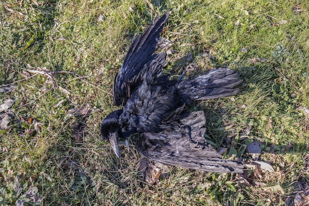 Photo dead black bird in nature on the grass