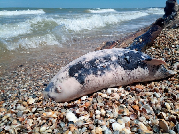 Photo dead bottlenose dolphin