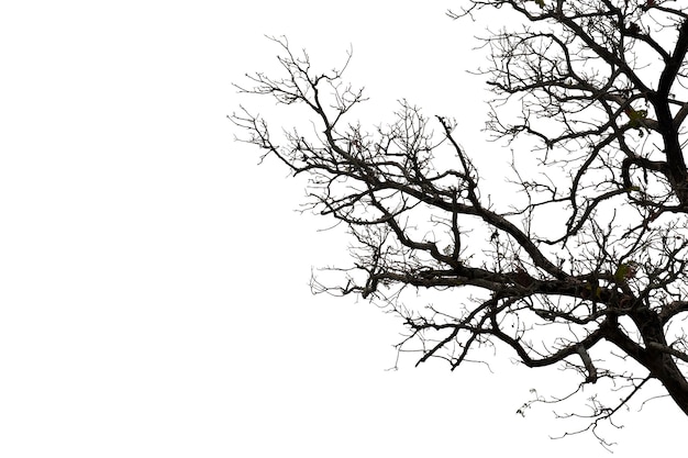 Dead branches , Silhouette dead tree or dry tree on white background with clipping path.