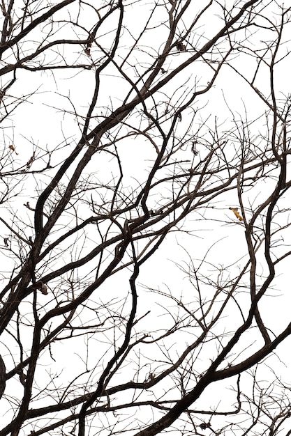 Foto rami morti, albero morto sagoma o albero secco su sfondo bianco con tracciato di ritaglio.