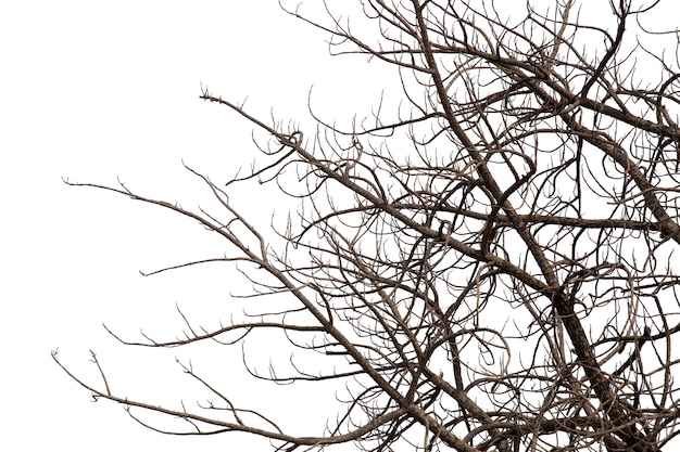 Dead branches, Silhouette dead tree or dry tree on white background with clipping path.